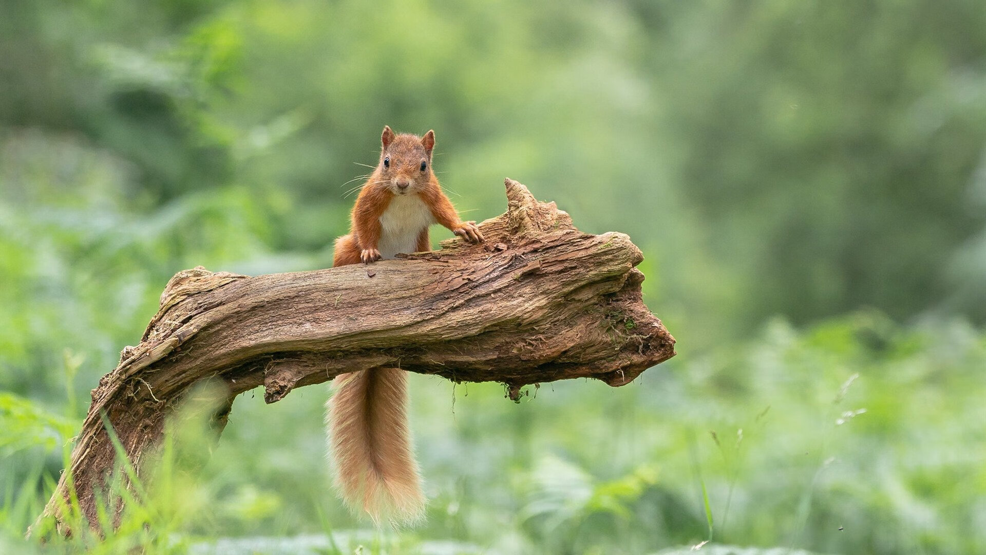 赛道与球场，新赛季F1揭幕战火热开场，篮网狂胜猛龙点燃激情